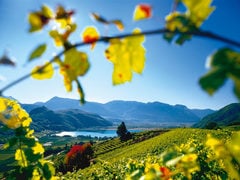 Caldaro in Alto Adige